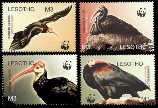 Lesotho Wwf Southern Bald Ibis Birds 4v Mnh Sg 1934 - 1937 Mi 1895 - 1898 Sc 1336