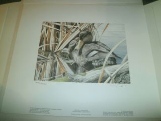 1991 Canada Wildlife Duck Stamp Print,  Signed By Artist W/stamp