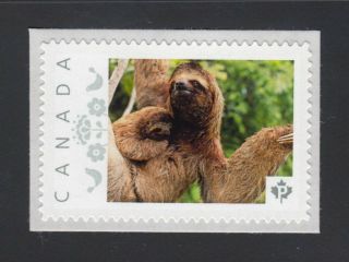Three Toed Sloth.  Wild Life Animals Canada Picture Postage Stamp P72wl10/8