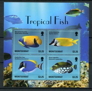 Montserrat 2014 Mnh Tropical Fish Angelfish Blue Tang 4v M/s Fishes Stamps