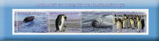 Congo 2017 Mnh Wild Animals Of Antarctic Penguins Seals 4v M/s Birds Stamps