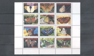 (856154) Butterflies,  Suriname