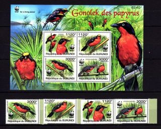 Wwf Burundi 2011 S/sheet & Stamp Birds Mnh