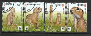 2015 Belarus Full Set Of 4 Stamps Featuring The Speckled Ground Squirrel
