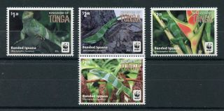 Tonga 2016 Mnh Banded Iguana Wwf 4v Set Reptiles Lizards Stamps