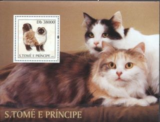 (223569) Cats,  Sao Tome E Principe