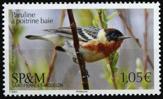 2019 Saint Pierre And Miquelon,  Fauna,  Birds,  Stamp,  Mnh