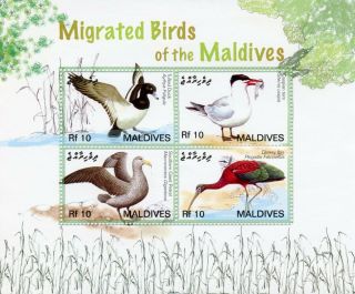 Maldives 2006 Mnh Migrated Birds Ii 4v M/s Tufted Duck Tern Petrel Ibis Stamps