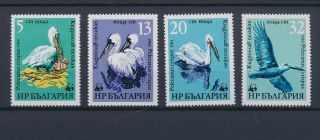 Lk58294 Bulgaria Wwf Pelican Animals Fauna Birds Fine Lot Mnh