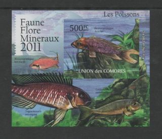 Comoros 2011 Fish Marine Life Stamp Souvenir Sheet Vf Mnh Imperf