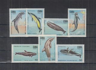 H312.  Caribbean - Mnh - Nature - Marine Life - Whales - Dolphins