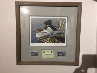1994 Federal Duck Stamp Print Red Breasted Merganser Neal Anderson