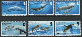 British Antarctic Territory Scott 501 - 506 Whales Mnh