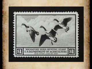 Us Federal Duck Stamp Scott Rw3 $1 1936 Migratory Bird Hunting Mnh Og