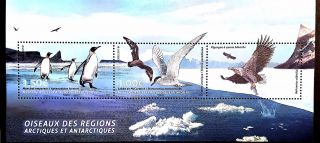2017 - Taaf - French Antarctic - Faces Values - Bf Birds Mnh/ T