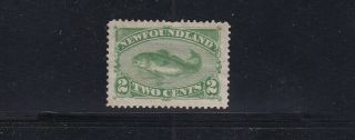Canada - Newfoundland Stamp Sc 47 No Gum Cv$100