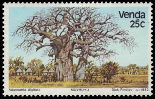 Venda 87 (sg66) - Baobab Tree " Adansonia Digitata " (pa57407)