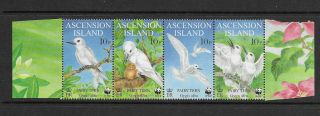 Ascension Is.  Birds/fairy Tern Strip Of 4 Nh