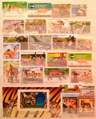 Animals Wildlife Tiger Cub Big Cats Sheet & Educational Thematic Stamps 06070119