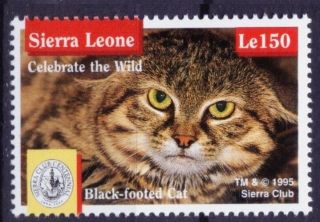 Sierra Leone 1995 Mnh,  Black Footed Cat,  Smallest Wild Cat,  Wild Animals (h1n)