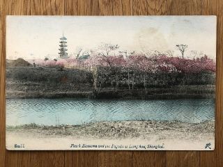 China Old Postcard Shanghai Peach Blossoms And Pagoda At Lung Hou