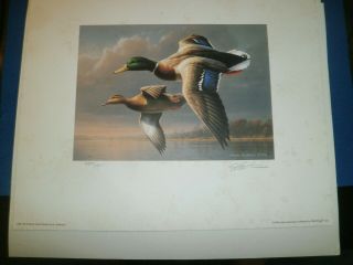 Federal Duck Stamp Print: 1995 - 1996 Signed By Artist