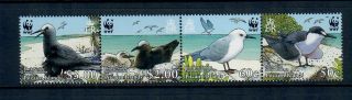 Pitcairn Islands 2007 Wwf Birds/terns And Noddies On Strip Of Four Stamps Mnh