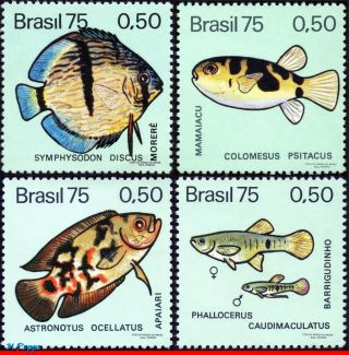 1390 - 93 Brazil 1975 Freshwater Fish,  Aquarium Fish,  Mi 1483 - 86,  Set Mnh