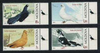 Moldova Breeds Of Pigeon Birds 4v Margins With Pigeon Mnh Mi 799 - 802