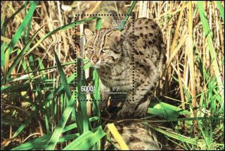 Fishing Cat (342a) (mnh)