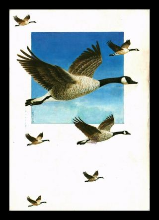 Dr Jim Stamps Canadian Geese Canada Topical Continental Size Postcard