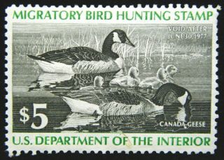 Us Duck Stamp 1976 $5 Canada Geese Scott Rw43 Og Nh