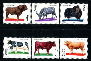 China Prc 1981 T63,  Scott 1679 - 84 Animal Husbandry : Cattle 畜牧业牛 Mnh