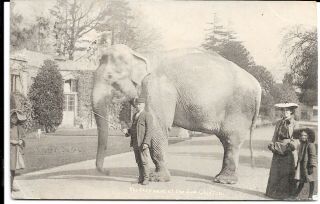 Bristol 1904 Ppc Elephant Clifton Zoo Bristol /134 Duplex Code 23 In Basal Bars