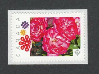 Tea Rose = Picture Postage Personalized Stamp Limited Issue Canada 2014 [p82sn3]