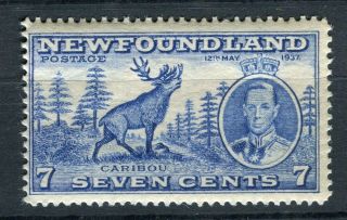Newfoundland; 1937 Early Gvi Coronation Issue Mnh 7c.  Value