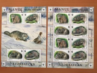 Wwf Manul Otocolobus Felis 2016 Azerbaijan Baku Azermarka Animals Wild Nature