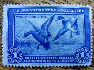 Rw1 Hinged No Glue 1934 - 1935 Mallards Duck Migratory Bird Hunting Stamp