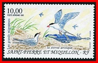 St.  Pierre 1995 Water Birds Sc C71 Mnh