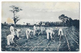 Cuba 1910 Tobacco Harvest Postcard