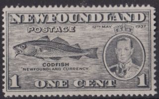E584) Canada - Newfoundland.  1937.  Mm.  Sg 257 1c Grey.  Fish