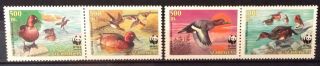 World Stamps Azerbaijan 2000 Set 4 Stamps Birds Ducks Stamps (b5 - 4h)