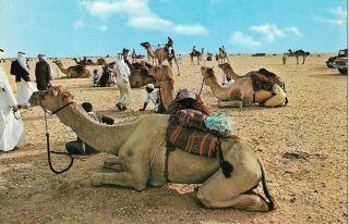 Qatar - Old Picture Post Card - Camels,  Ship Of The Desert