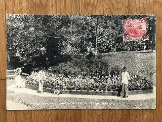Malaya Old Postcard Collecting Flowers Botanical Garden Penang To France 1921
