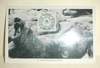 Australia Antarctica Macquarie Island 1954 Dubbo On Card Sea Elephant