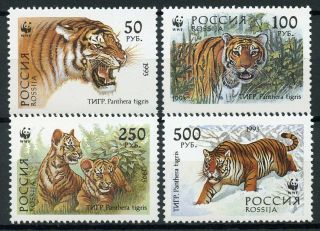 Russia 1993 Mnh Tigers Wwf 4v Set Big Cats Wild Animals Stamps