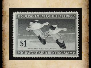 Us Federal Duck Stamp Scott Rw14 $1 1947 Migratory Bird Hunting Mnh Og