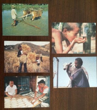 Vatican City 1995 Set Of 5 Postcards " 50th Anniv.  Of Fao "