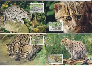 D274524 Wild Cats - Fishing Cat Wwf Set Of 4 Maxicards Vietnam