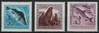 Russia,  Ussr:1960 Sc 2375 - 78 (3) Mnh - Pikepearsh,  Fur Seals,  Whitefish
